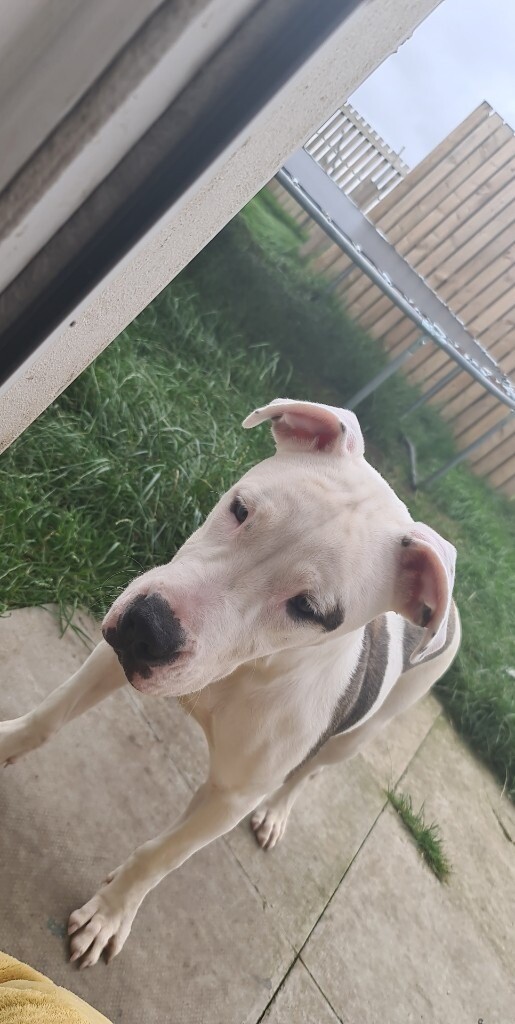 dogo argentino for sale gumtree